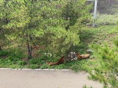 -大青山野生动物园
