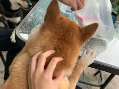 -柴犬高等学院·狗咖·柴犬售卖·宠物训练