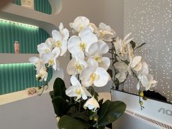 点击看大图 -水女人科技美肤·LDM·超清秀