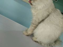 android_upload_pic-喵的天空名猫咖啡馆·撸猫·猫舍·用品