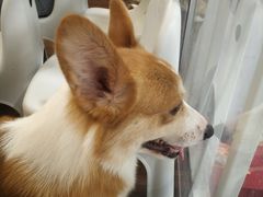 -柯斗斗主题餐厅·狗咖·围炉煮茶·茶饮(国瑞升平里店)