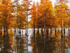 -白鹭湾湿地公园