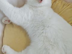 -喵的天空名猫咖啡馆·撸猫·猫舍·用品