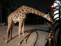 -清迈夜间动物园