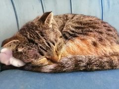 -平行世界·猫咖(首经贸店)