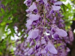 -嘉定紫藤园