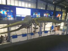 -上海海洋大学鱼文化博物馆(军工路校区)