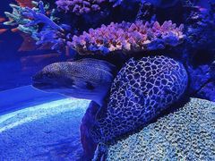 -暹罗海洋世界