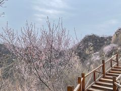 -大岭沟猕猴桃谷风景区