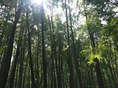 -波尔登森林公园
