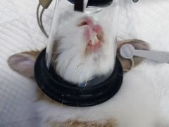 -关爱宠物医院·猫科中心·消化科(滨湖万达分院)