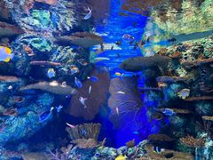 -上海海洋水族馆