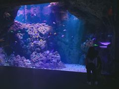 -哈尔滨波塞冬海底世界