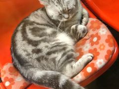 -猫咪博物馆(顶澳仔猫街店)