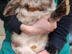 -艾贝尔宠物医院·24H转诊中心·肿瘤猫专科(江宁双龙店)