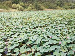 -泗洪洪泽湖湿地景区