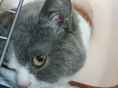 -安安宠医·安宠宠物医院