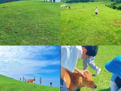 -大姆山草场
