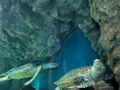 -上海海洋水族馆