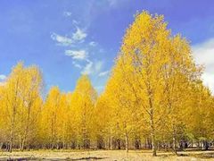 -稻城亚丁风景区-电瓶观光车售票处