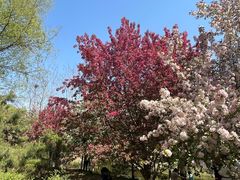 -长白岛森林公园