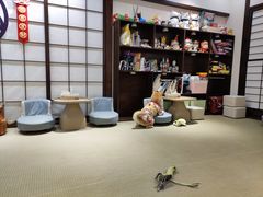-逗柴咖啡屋·狗咖猫咖宠物桌游