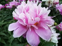 -长春公园(普阳街道)