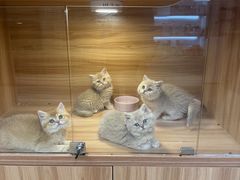 -猫十亿·布偶金渐层·曼基康矮脚猫舍(青年路店)