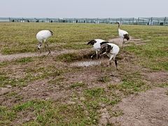 -盐城丹顶鹤湿地生态旅游区