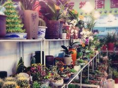 -双季花艺园艺市场(浦东店)
