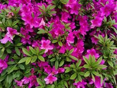 -上海鲜花港
