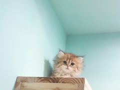 -70cat德文卷毛猫·缅因猫纯种猫舍