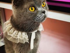 -我爱猫咪·猫咖·狗咖·安哥拉兔·羊驼咖(小寨华旗店)