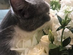 -奈诺甜品·生日蛋糕·下午茶(古城店)