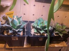 -Rabbit Cafe私房西餐甜点咖啡(栖霞路店)