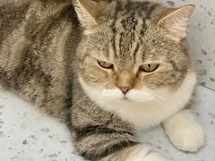 -喵园·猫主题咖啡厅·撸猫·猫咖(国贸店)