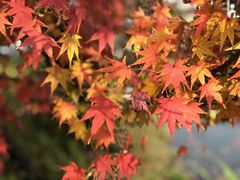 -西湖国宾馆·紫薇厅