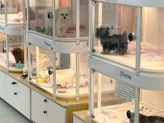 -翊宠yipet猫狗购宠庄园犬舍•猫舍