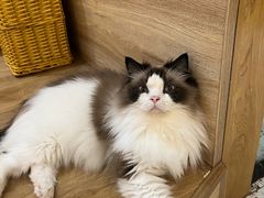-滚猫咖啡·猫咖·猫友好撸猫(未来城店)