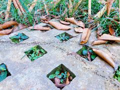-中国科学院西双版纳热带植物园