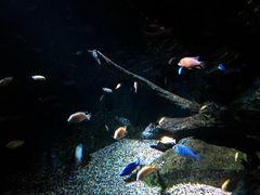 -暹罗海洋世界