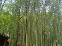 -仙岛湖旅游风景区