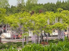 -嘉定紫藤园