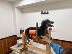 -派联宠物医院·24h·CT·异宠