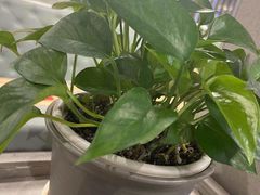 -福慧轩(东丽湖店)