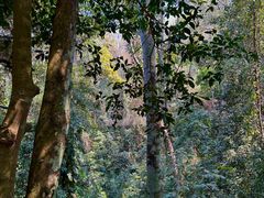 -西双版纳原始森林公园