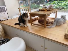 -李小姐の猫咖啡馆(五角场店)