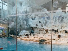 -帝企鹅自助餐厅•儿童岛•真企鹅(长隆企鹅酒店)