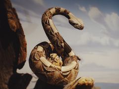 -陕西自然博物馆