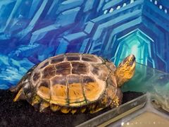 -上海大自然野生昆虫馆(东方明珠·爬宠昆虫探索中心)